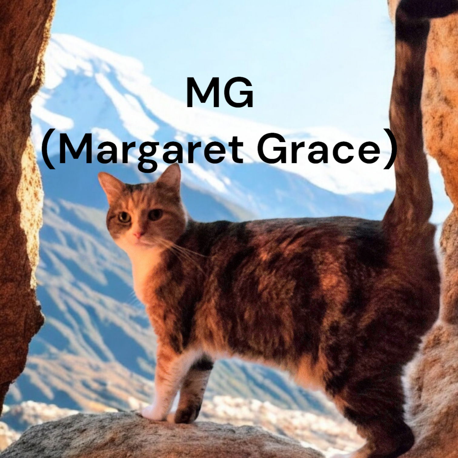 adoptable Cat in Newport News, VA named MG (Margaret Grace)