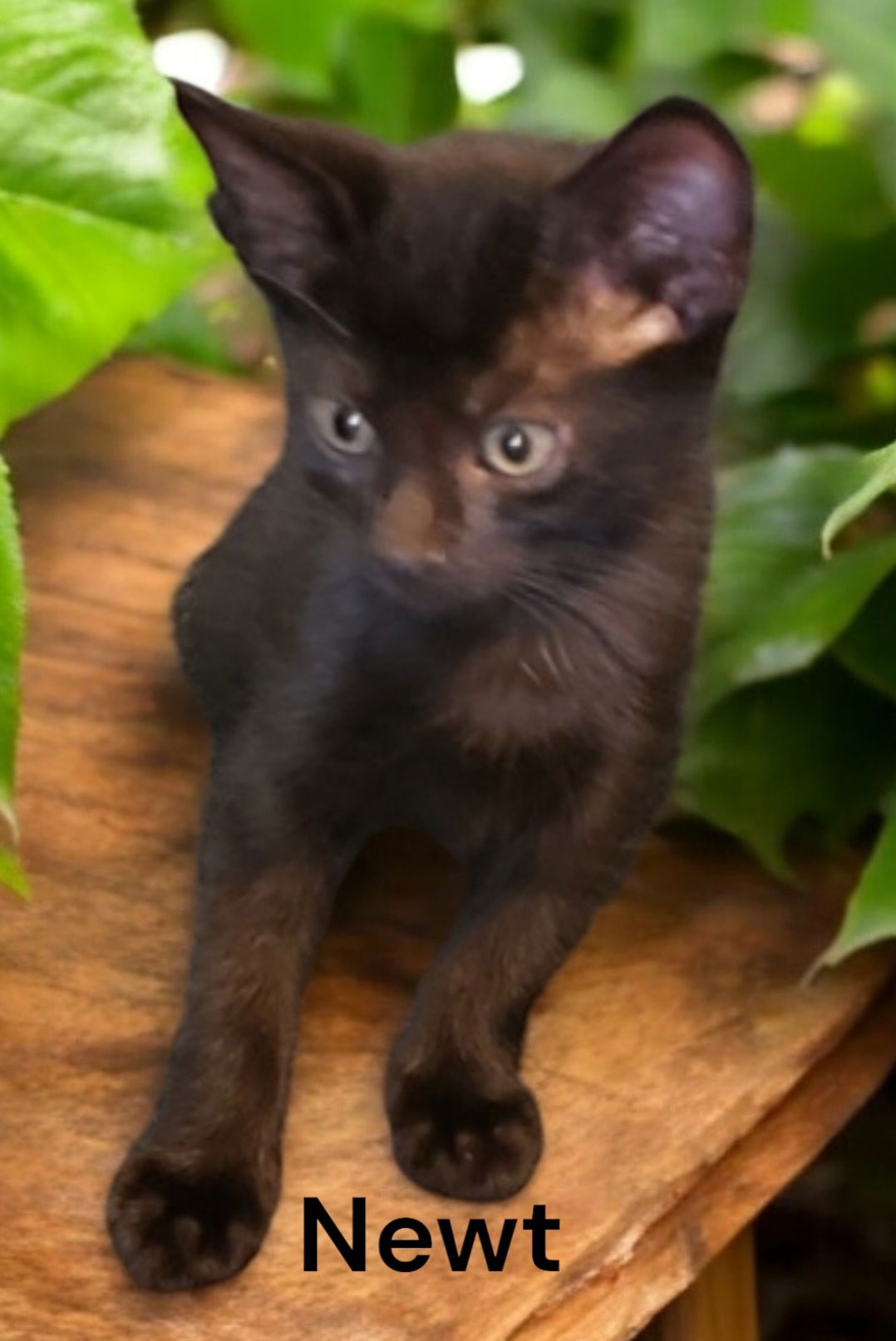 adoptable Cat in Chesapeake, VA named Newt