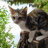 adoptable Cat in , VA named Polly