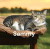 Sammy