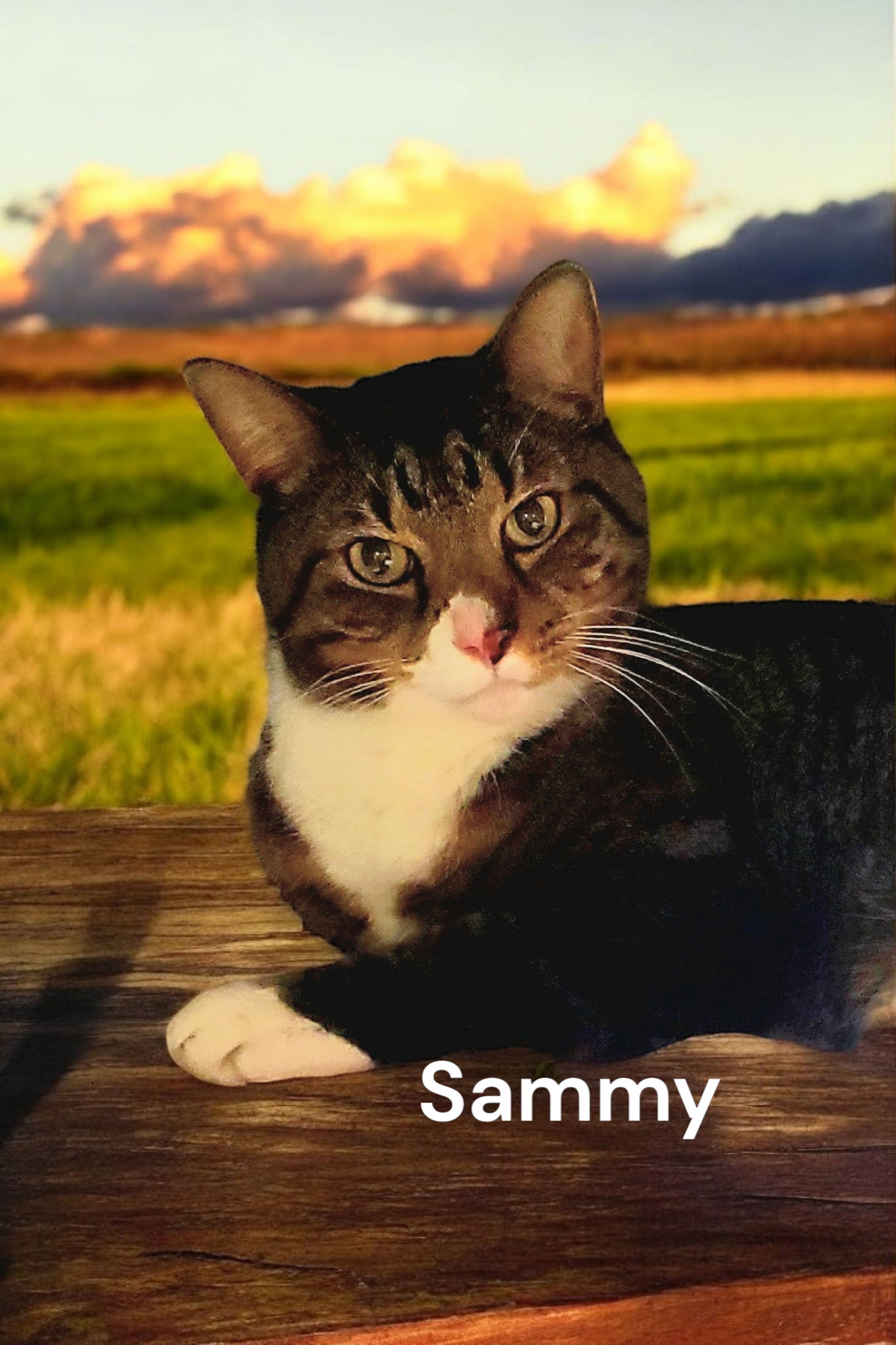 adoptable Cat in Weems, VA named Sammy