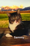 adoptable Cat in , VA named Sammy