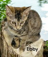 Ebby