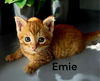 Emie