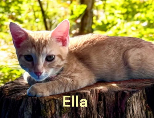 Ella