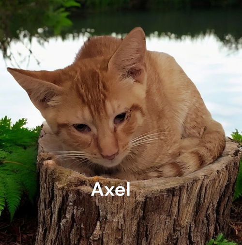 Axel