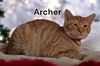 Archer