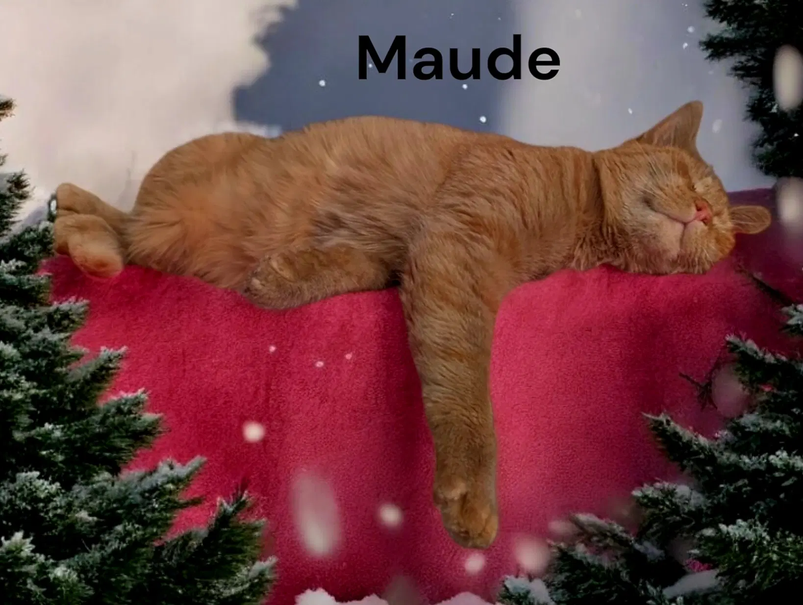 Maude image 4