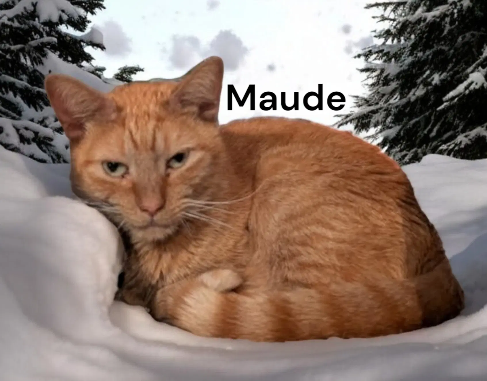 Maude image 3