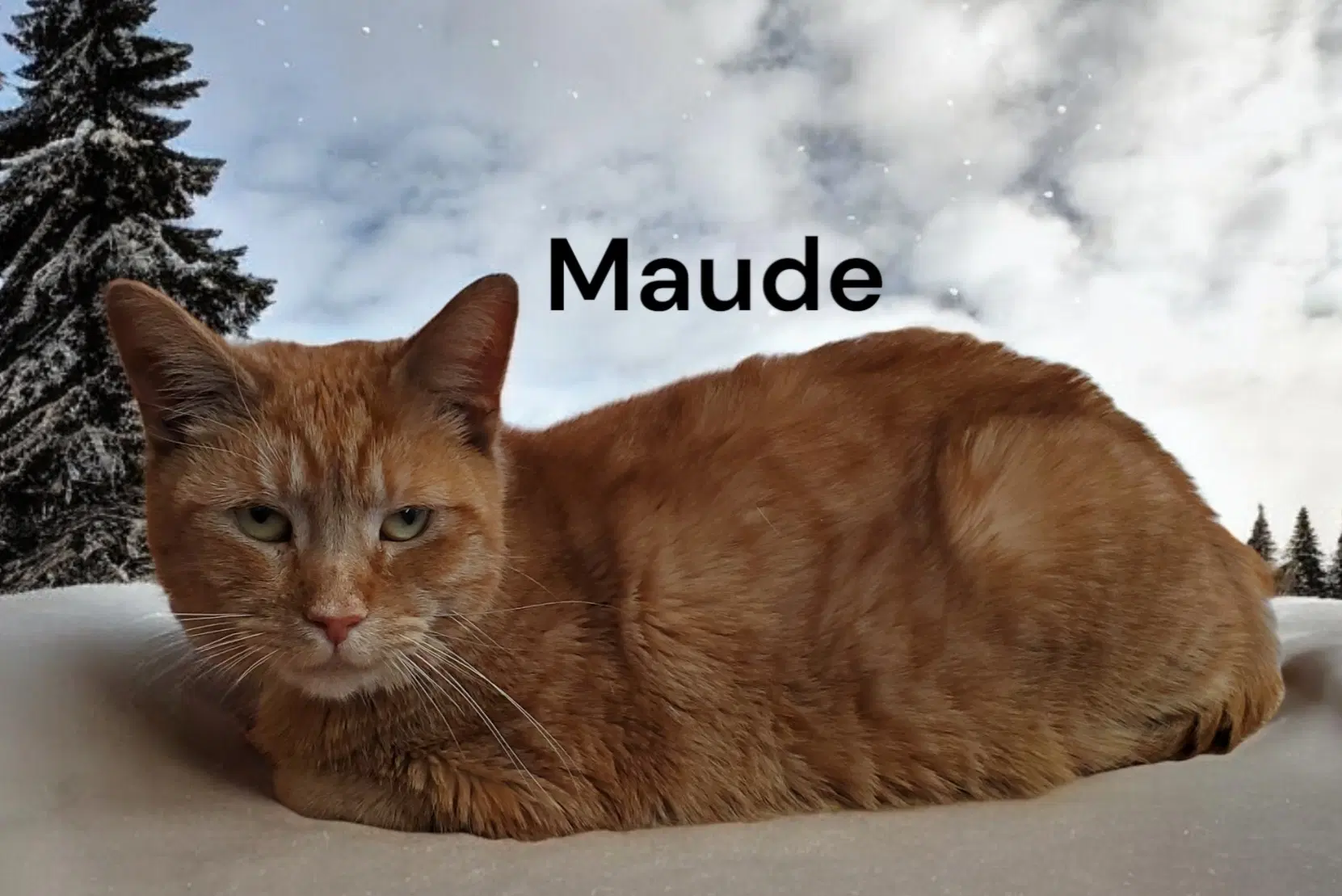 Maude image 2