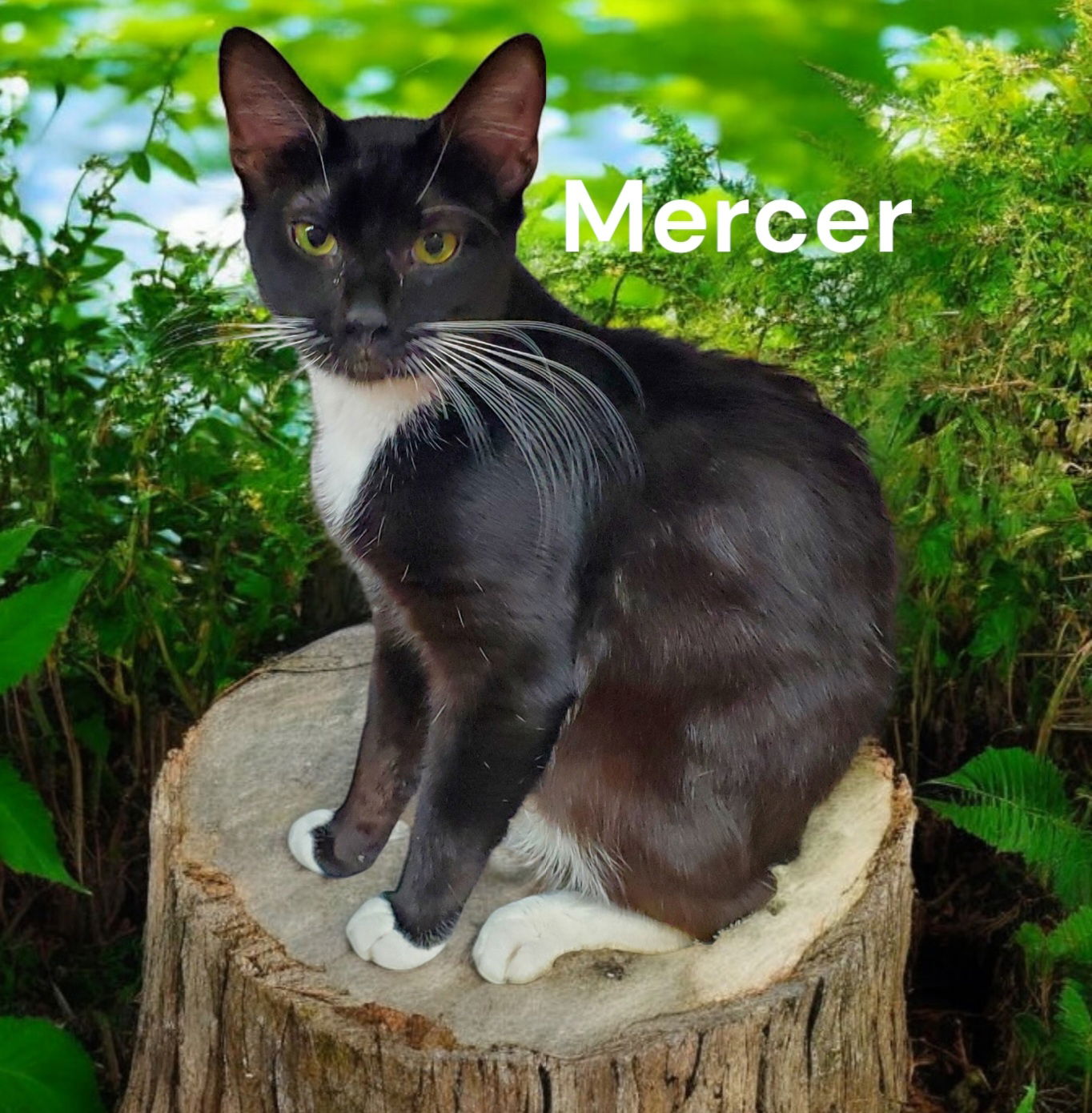 adoptable Cat in Weems, VA named Mercer