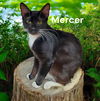 adoptable Cat in , VA named Mercer