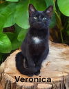 adoptable Cat in newport, OR named Veronica