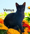 adoptable Cat in , VA named Venus