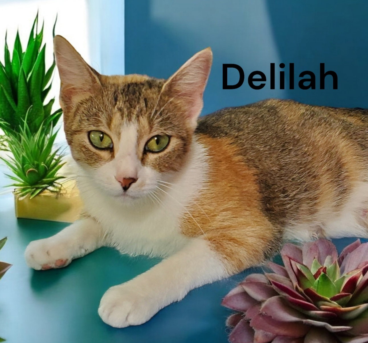 Cat adoption in Newport News, VA 23601 Calico Cat "Delilah"
