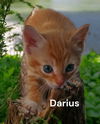 Darius