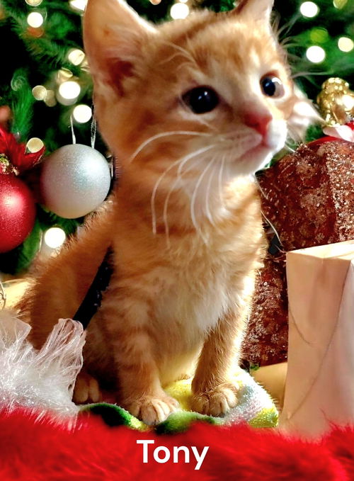 Tony