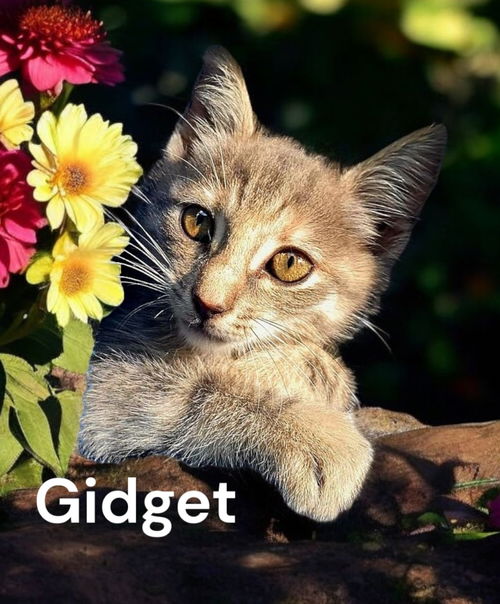 Gidget