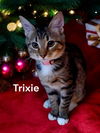 Trixie