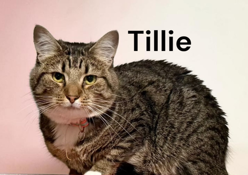 Tillie, Adult Tabby, cat for adoption in Hampton, Virginia