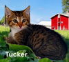 Tucker