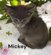 adoptable Cat in , VA named Mickey