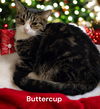 Buttercup