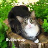 Buttercup