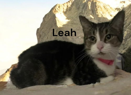 Leah