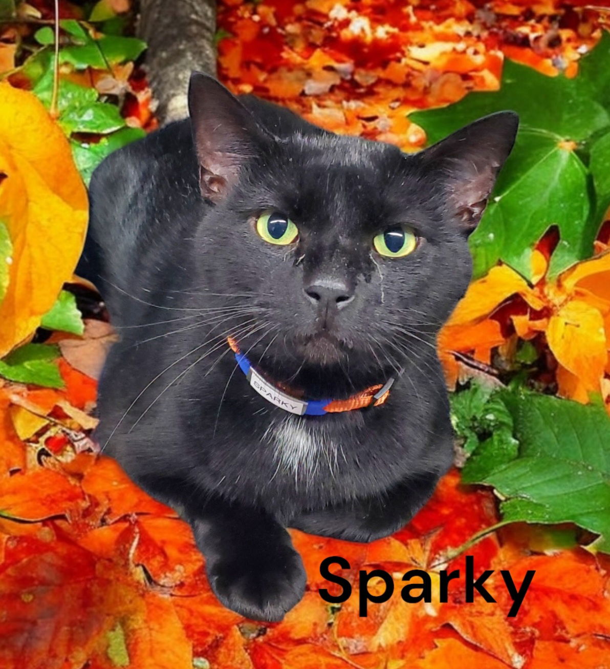 adoptable Cat in Weems, VA named Sparky