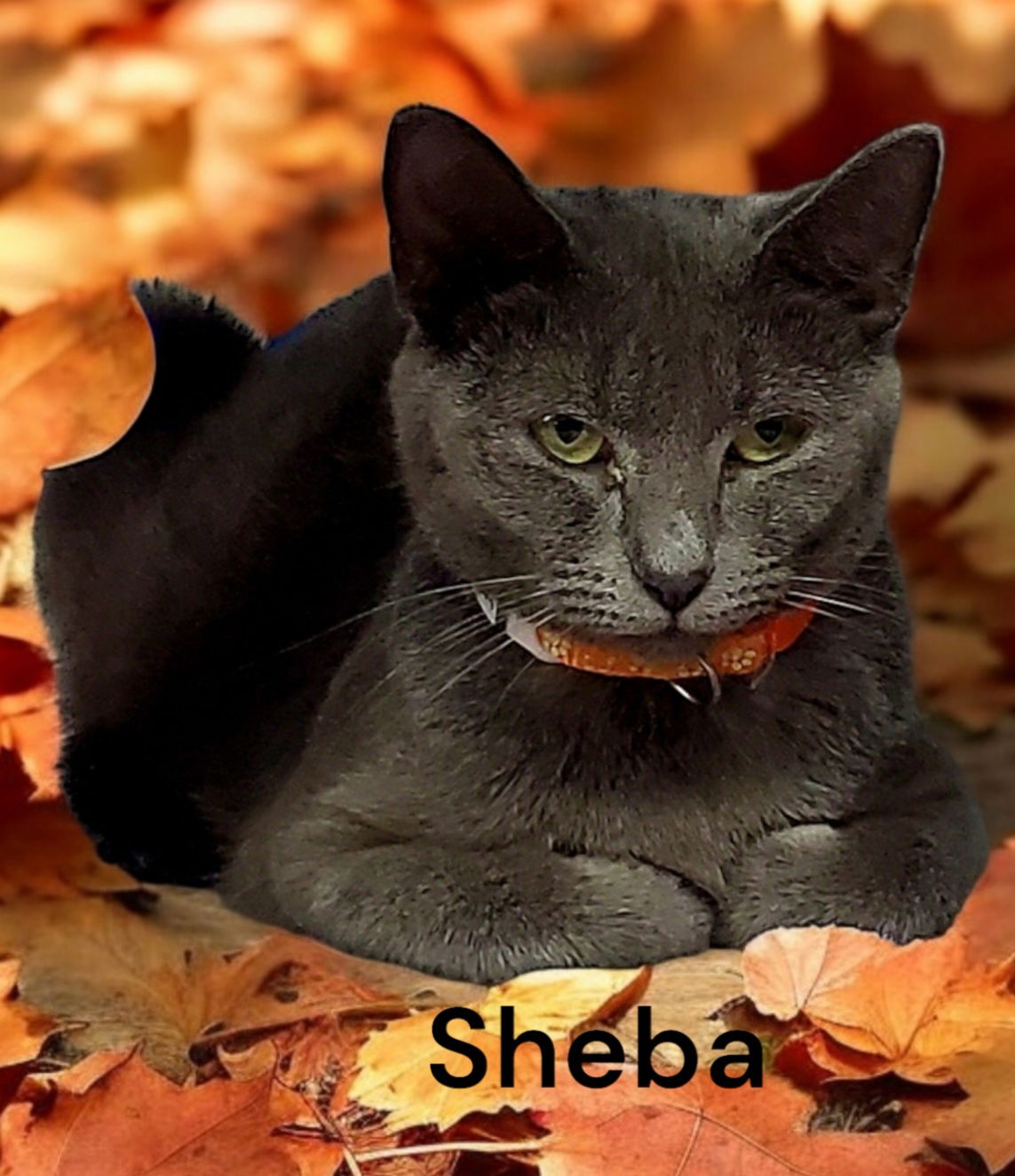 Sheba