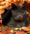 Sheba