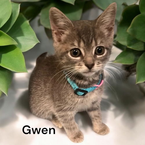 Gwen