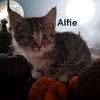 Alfie