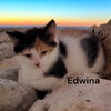 Edwina