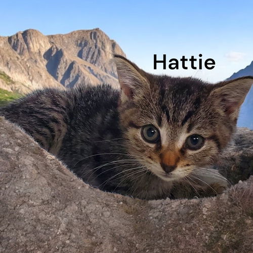 Hattie