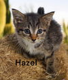 Hazel