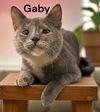 Gaby