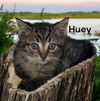 Huey