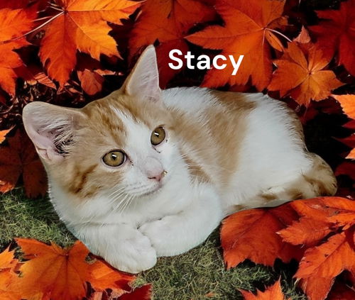 Stacy