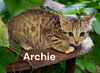 Archie