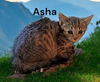 Asha