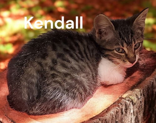 Kendall