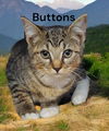 Buttons