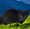 Bethany