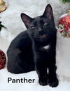 Panther