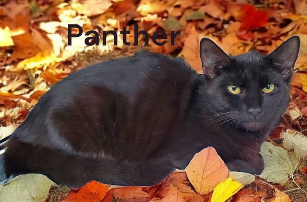 Panther