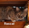 Rascal