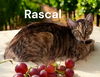 Rascal