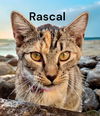 Rascal